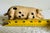 Antique Hand Painted Cast Iron Pig Figurine For Sale - Image 11 of 11