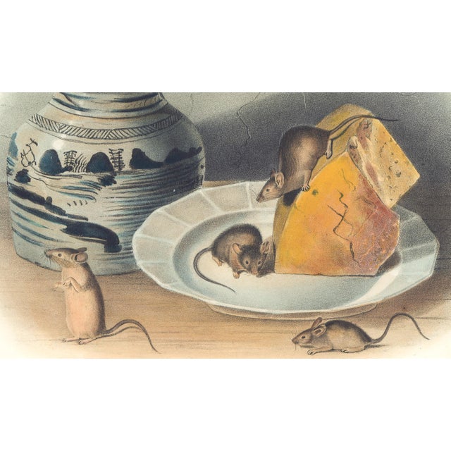 Original first edition Audubon stone lithograph from "The Viviparous Quadrupeds of North America", octavo edition, printed...