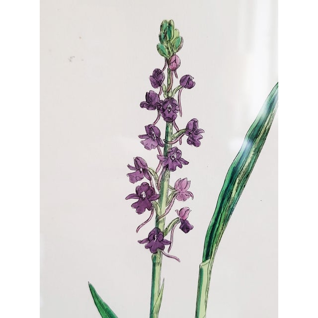 Orchids, 19th Century, Hand Coloured Print Montage For Sale - Image 9 of 18