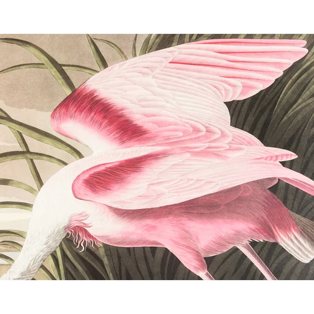 Illustration 1980s The Abbeville Press Edition of the Roseate Spoonbill (Plate 321) From the Birds of America by John James Audubon For Sale - Image 3 of 6
