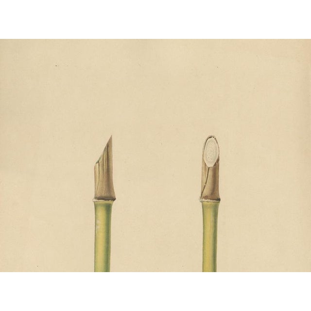 Sugarcane, 1892, Paper For Sale - Image 4 of 9