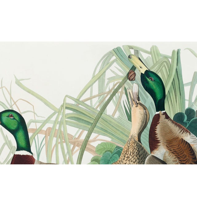 Mallard Duck, Vintage Art Print Reproduction From Birds of America by John James Audubon, 30" X 20" For Sale In Buffalo - Image 6 of 11