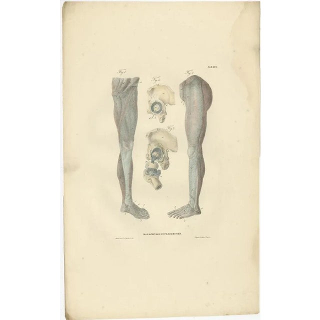 Anatomy Illustrations of Ligaments and Joints, 1839, Prints, Set of 13 For Sale - Image 11 of 15
