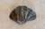 Metal Vintage Iron Shell Dish For Sale - Image 7 of 9