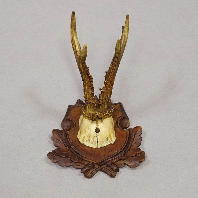 Set of Three Antique Roe Deer Trophies on Carved Plaques Germany ca. 1900 Antique set of three Black Forest roe deer...