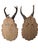 1950s Pair Roe Deer Trophies 151 Black Forest Antlers Mount For Sale - Image 5 of 5