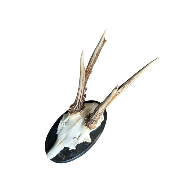 Cabin Early 1900s Roe Deer Trophy 178 Black Foerst Antlers For Sale - Image 3 of 5