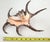 Buccellati Seashell Shell Silvered For Sale - Image 4 of 12