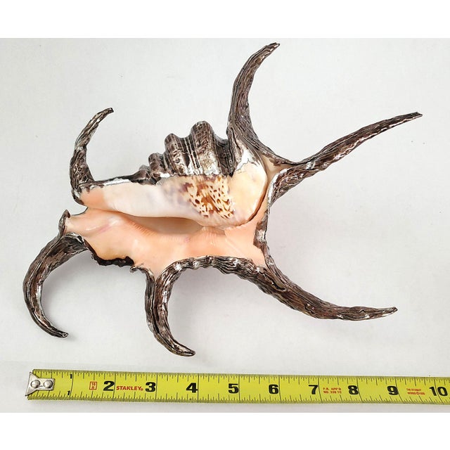 Offering a vintage spider conch shell dipped in silver alloy, circa Late 20th Century. This unique seashell has been...