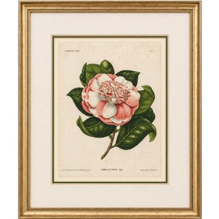 Camellia Sophia De Vriese, Botanical Lithograph, 1856, Lithograph on Paper For Sale
