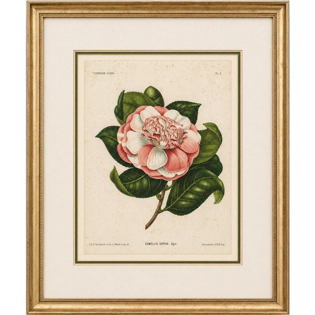 Camellia Sophia De Vriese, Botanical Lithograph, 1856, Lithograph on Paper For Sale