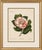 Camellia Sophia De Vriese, Botanical Lithograph, 1856, Lithograph on Paper For Sale