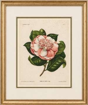 Camellia Sophia De Vriese, Botanical Lithograph, 1856, Lithograph on Paper