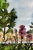 Giclee Print Larkspur Hill Flower Shop” Watercolor Ink and Wash Painting For Sale - Image 9 of 12