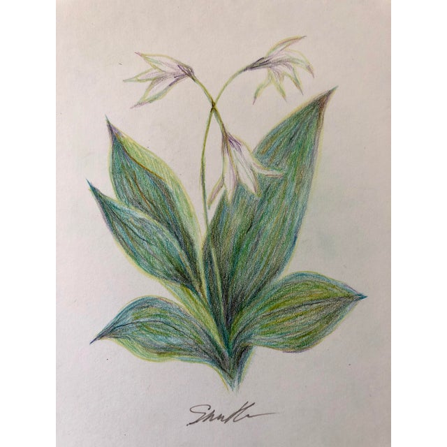 Original Colored Pencil Botanical Drawing Chairish