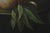 Gold Oil on Canvas Still Life Painting of Fruit Signed by “Pinder” (Signed) For Sale - Image 8 of 14