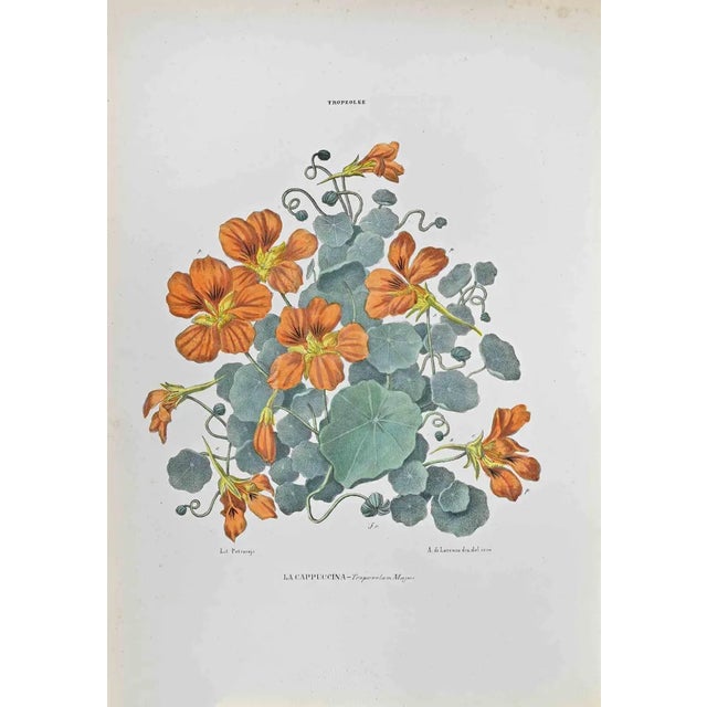 Vincenzo Tenore, Capuchin, Lithograph, 1870s For Sale