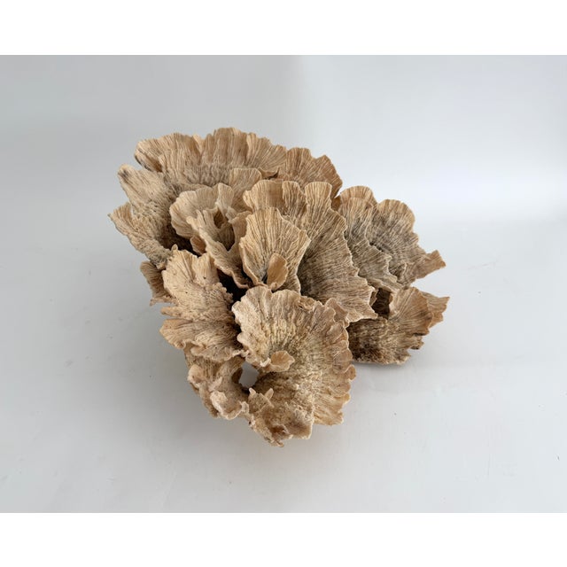 Shell Exceptional Natural Unbleached Poca Coral Specimen For Sale - Image 7 of 8