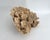 Shell Exceptional Natural Unbleached Poca Coral Specimen For Sale - Image 7 of 8