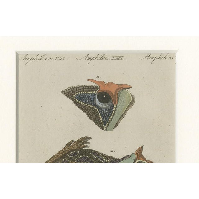 Late 18th Century Antique South American Horned Frog, 1798 For Sale - Image 5 of 10