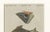 Late 18th Century Antique South American Horned Frog, 1798 For Sale - Image 5 of 10