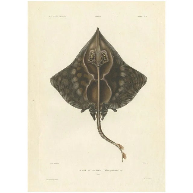 Gaimards Skate Raia Gaimardi, 1845, Hand-Colored Lithograph For Sale