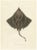 Gaimards Skate Raia Gaimardi, 1845, Hand-Colored Lithograph For Sale