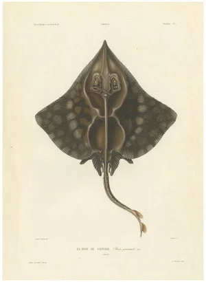 Gaimards Skate Raia Gaimardi, 1845, Hand-Colored Lithograph
