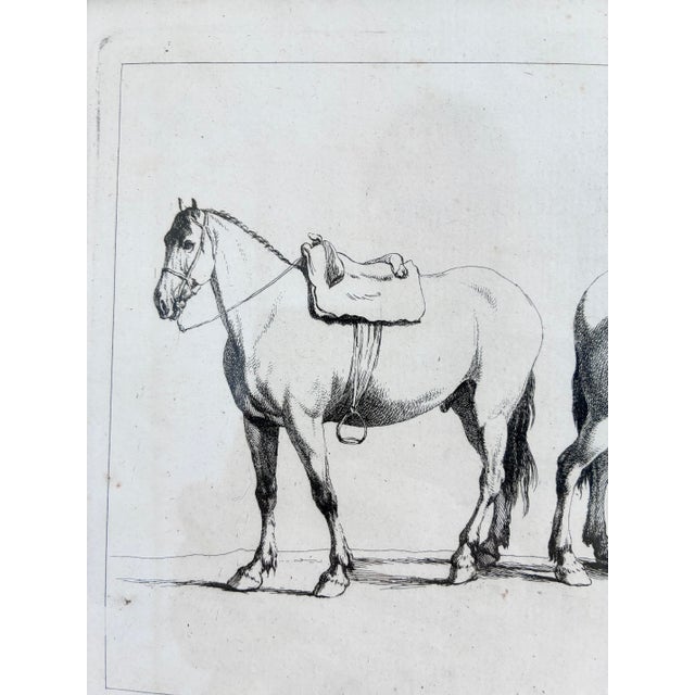Antique Original Horse Etchings, Circa 1700: Framed Equestrian Prints - a Pair For Sale - Image 6 of 15