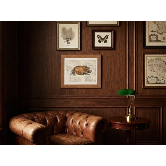 Olive Vintage Natural History Turtle Illustration Framed Print For Sale - Image 8 of 12