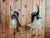 Pair of German antler sconces in working condition. see last photo. Both shades are cracked. The shades are easily...