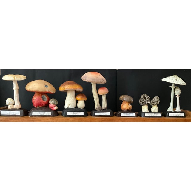 Rare collection of 19 educational mushroom models attributed to Deyrolle, the renowned Parisian natural history and...