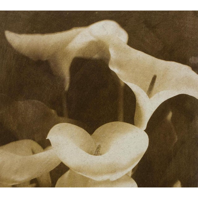 Ian Sanderson, Lilies, 1993, Archival Pigment Print For Sale - Image 4 of 6