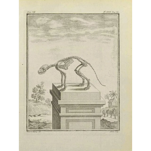 Skeleton is an etching realized by Jean Gullaume Moitte in 1771. It Belongs to the suite "Natural, general and particular...