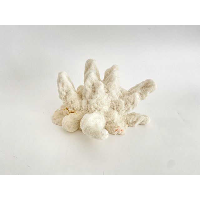 White Natural Catspaw Coral Specimen For Sale - Image 8 of 9