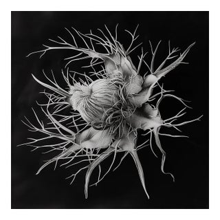 Devil in the Bush Flower — Vintage Botanical Photography Print Inspired by Karl Blossfeldt | Unframed For Sale