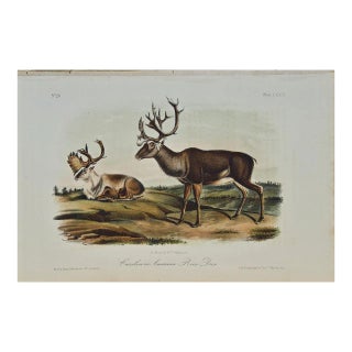 Audubon Caribou or American Reindeer: Original 19th C. Audubon Hand-Colored Lithograph, 1849-1854 For Sale