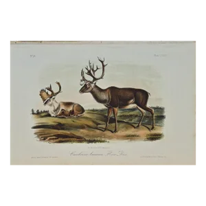 Audubon Caribou or American Reindeer: Original 19th C. Audubon Hand-Colored Lithograph, 1849-1854