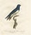 White After Pretre, Large Bird Illustration of a White Bellied Caribbean Martin, 1807, Print For Sale - Image 8 of 8