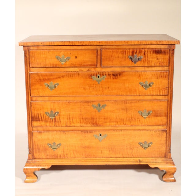 American Chippendale Tiger Maple chest of drawers, circa 1800. With a replaced single board maple or fruit wood top, two...