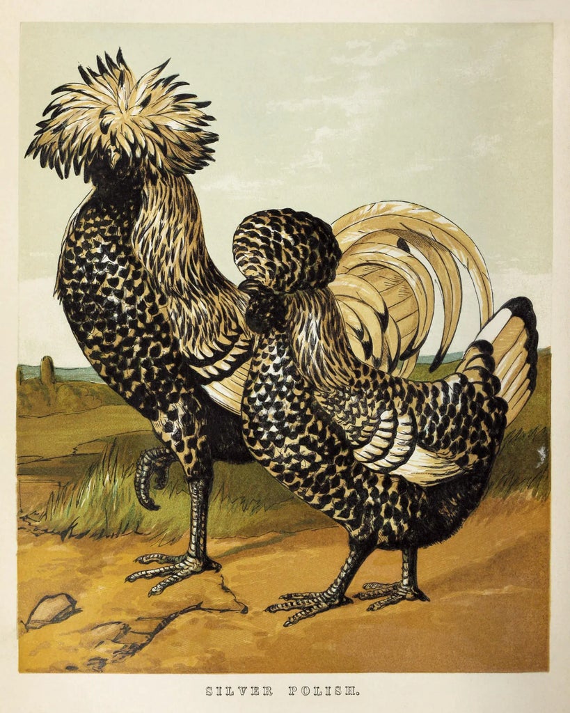 レア！Malekko Spring Chicken Reverb　中古美品 reproduction-vintage-1867-two-