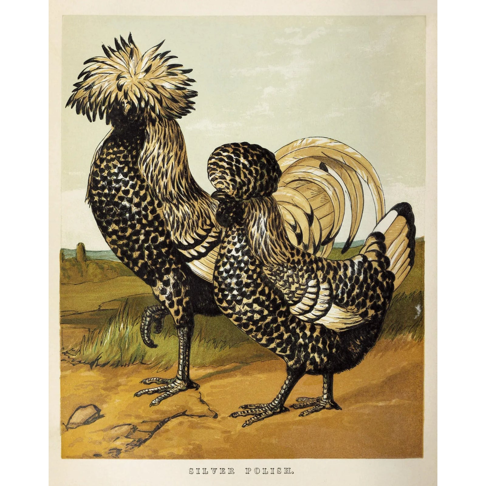 レア！Malekko Spring Chicken Reverb　中古美品 Reproduction Vintage 1867 Two Ornamental Birds Chicken Print