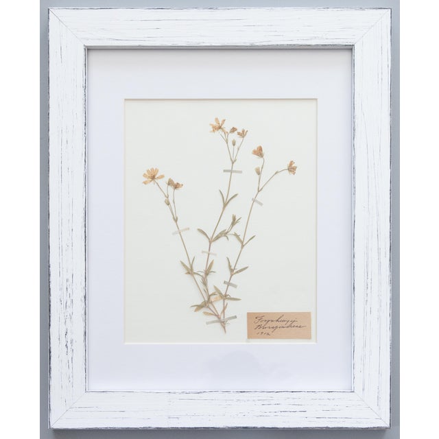 Custom Framed Antique Swedish Botanical Herbariums, 1912 - Set of 4 For Sale In Houston - Image 6 of 13