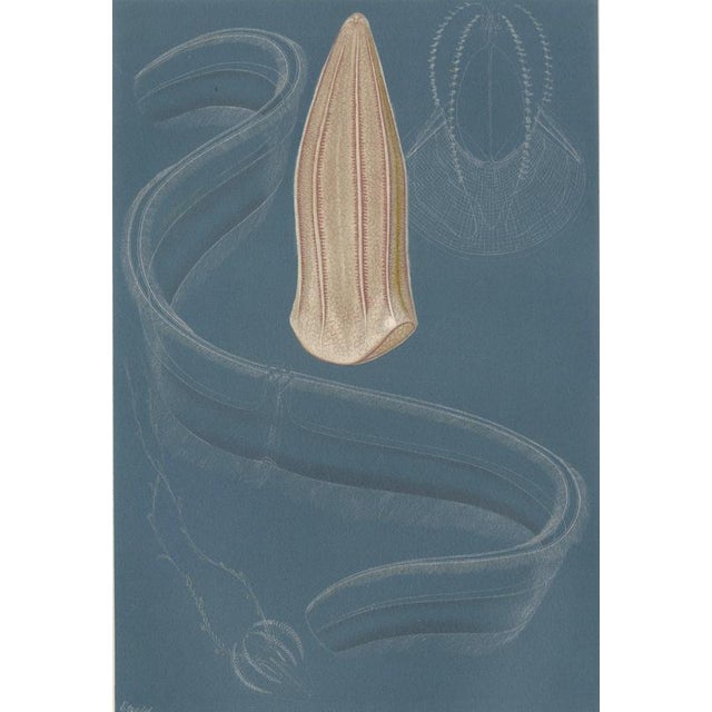 Paper Richard Lydekker, Ctenophores (Comb Jellies) Marine Invertebrates, 1896, Color Process Print For Sale - Image 7 of 9