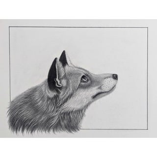 Things are Looking Up by Tammy Liu-Haller | Charcoal and graphite drawing of a fox's head For Sale