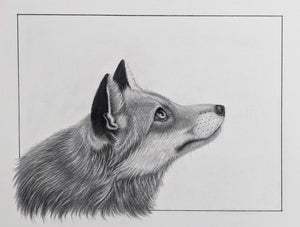 Things are Looking Up by Tammy Liu-Haller | Charcoal and graphite drawing of a fox's head
