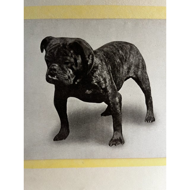 Antique Bulldog dog print matted and ready to frame.