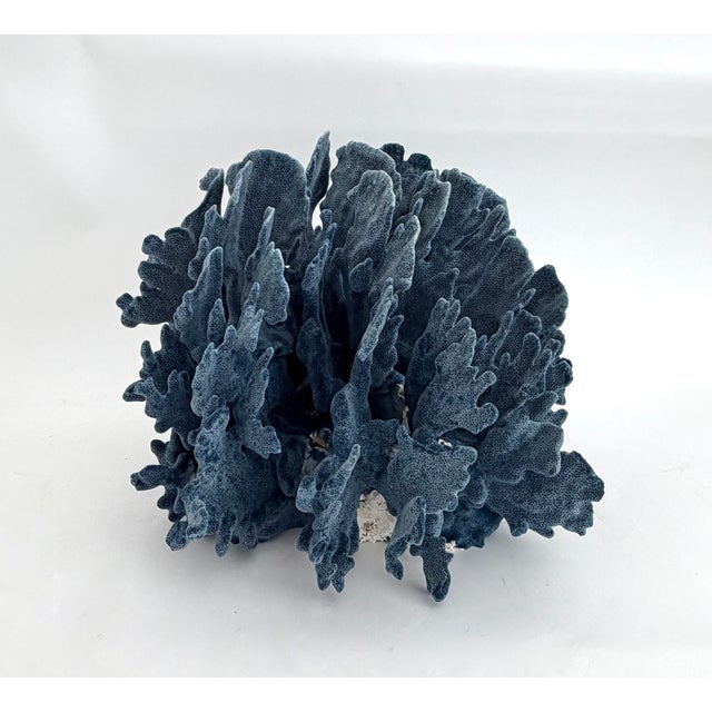 This exceptional natural Blue Coral specimen has a variety of different sea life that has attached itself. A cut and...