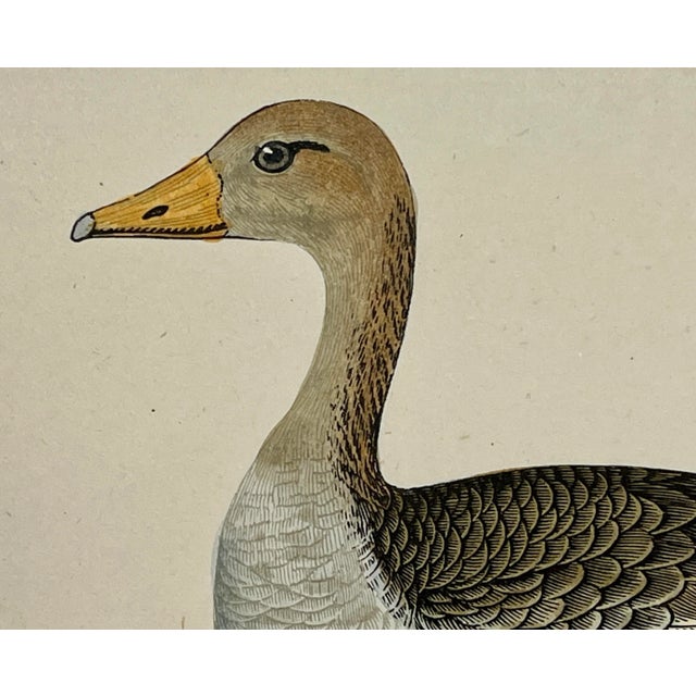 Antique Hand Colored Bird Print From England Showcasing a Grey-Lag Goose - Circa 1880 For Sale - Image 4 of 10