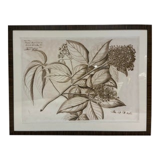 Natural Curiosities “Katoi-Mail-Elori” Hortus Malabaricus Botanical Print, Framed For Sale
